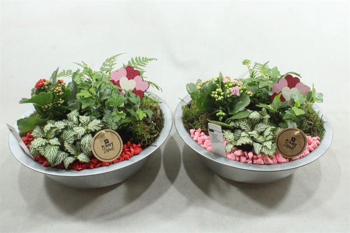 <h4>6804 ZINK  INDOOR</h4>