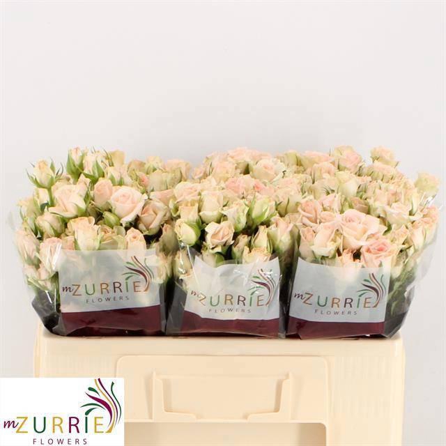 <h4>R TR SWEET SARA</h4>