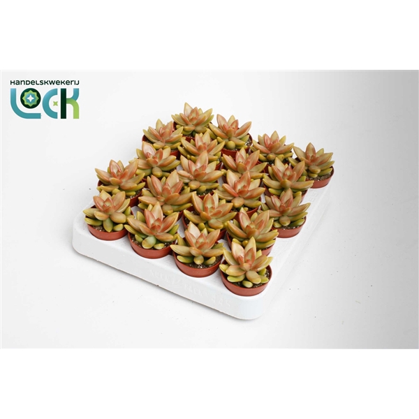 <h4>Sedum Adolphii</h4>