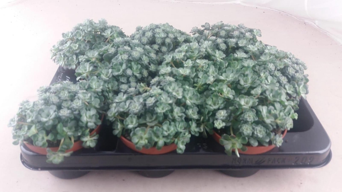 <h4>Sedum Spathulifolium</h4>