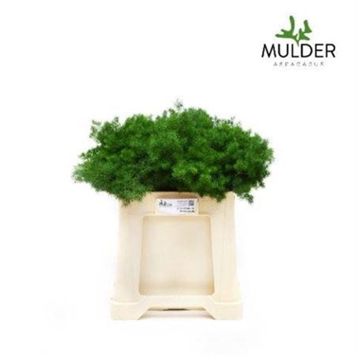 <h4>Asp Umbellatus</h4>