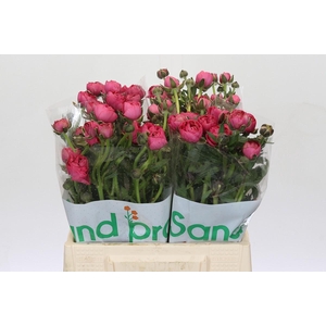 Ranunculus Magical Delight