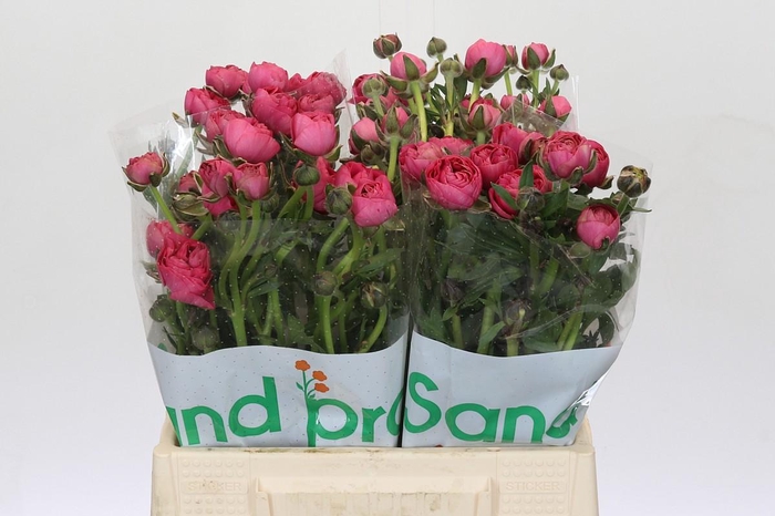 <h4>Ranunculus Magical Delight</h4>