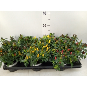 Solanum pseudocapsicum