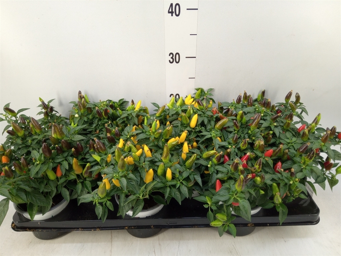 <h4>Solanum pseudocapsicum</h4>