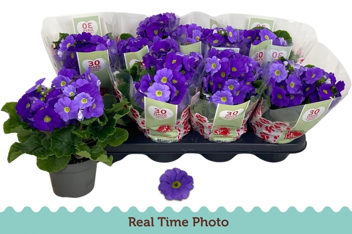 <h4>PRIM OB TM D BLUE</h4>