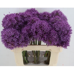 ALLIUM GLOBEMASTER
