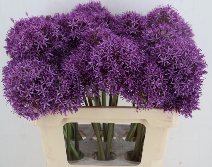 <h4>ALLIUM GLOBEMASTER</h4>