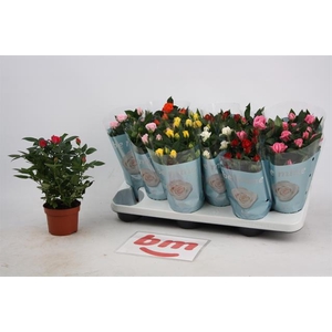 Rosa Beau Monde mixed 10,5Ø 25cm