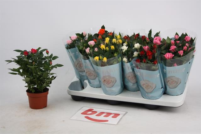Rosa Beau Monde mixed 10,5Ø 25cm
