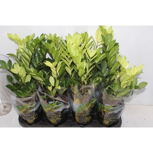 ZAMIOCULCAS CHAMELEON P14