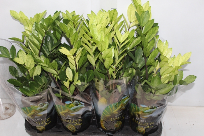<h4>ZAMIOCULCAS CHAMELEON P14</h4>