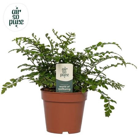<h4>Asplenium Parvati</h4>