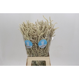 Amaranthus Yearming Desert