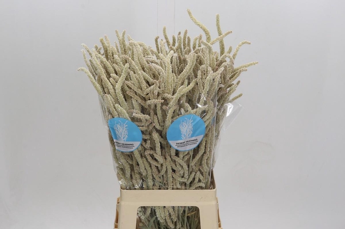 <h4>Amaranthus Yearming Desert</h4>