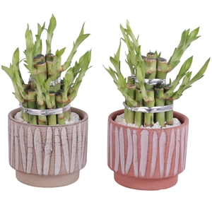 Lucky Bamboo Shape Round 2B Ø11cm Ceramic NT667