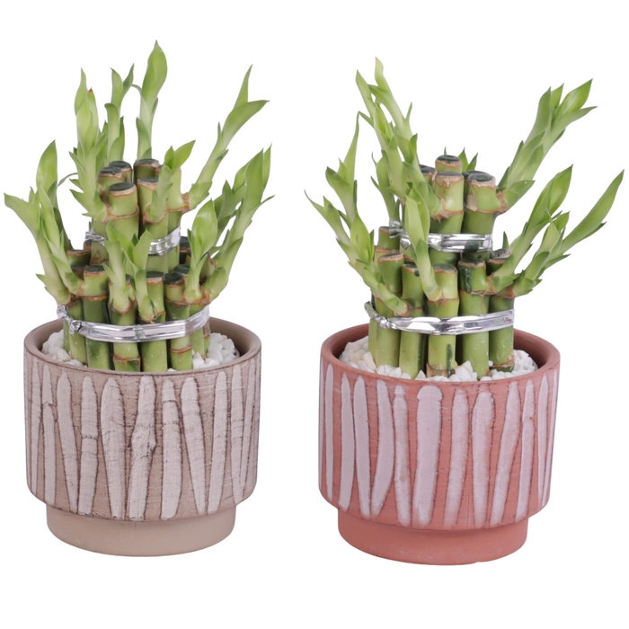 <h4>Lucky Bamboo Shape Round 2B Ø11cm Ceramic NT667</h4>