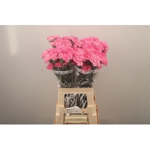 Di St Pixel Pink