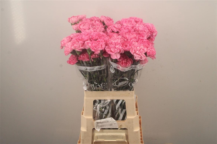 <h4>Di St Pixel Pink</h4>