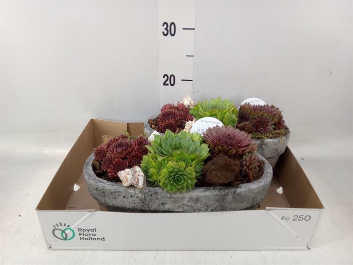 <h4>Arr.  Sempervivum L%</h4>