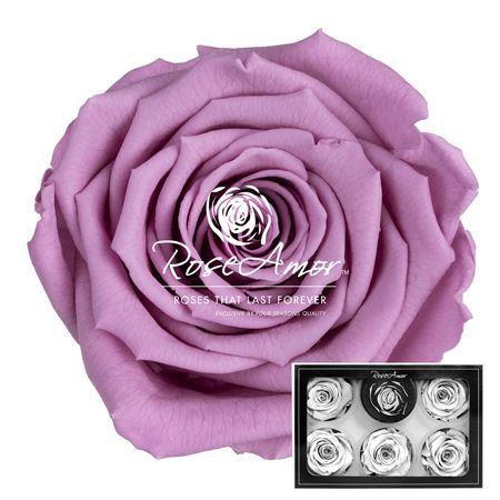 Xl Vio02