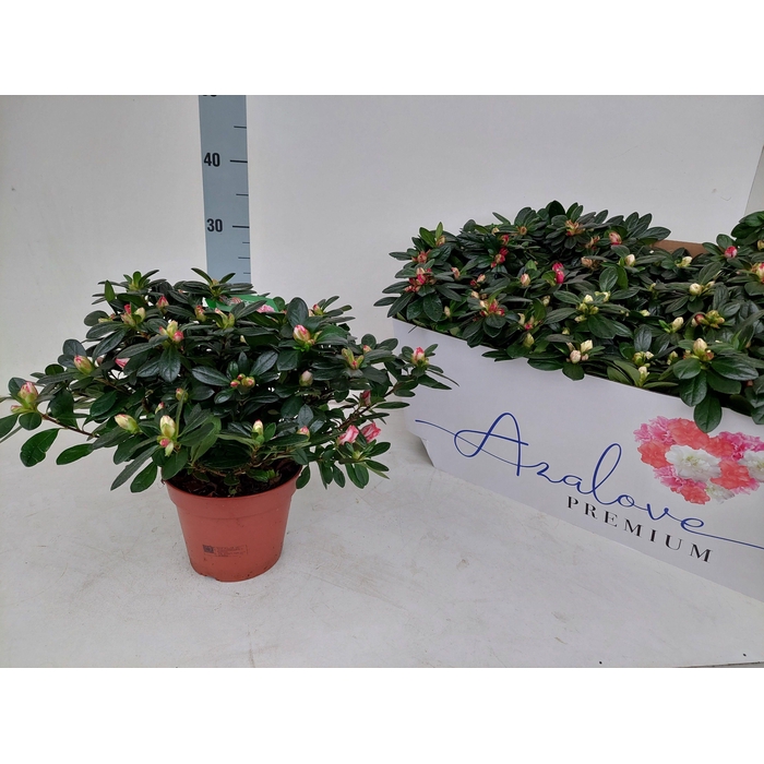 <h4>RHODO SI GEM 6 SRT</h4>