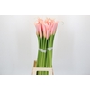 Zantedeschia Eydolls Salmon