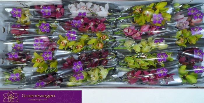 <h4>CYMB MI GEM</h4>