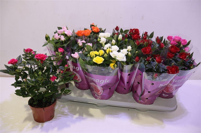 <h4>arr8 Ro B Monde Gem</h4>