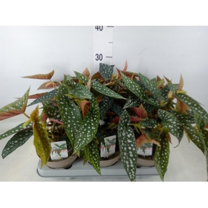 Begonia BD mac. 'Wightii'