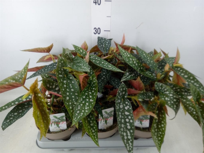 <h4>Begonia BD mac. 'Wightii'</h4>