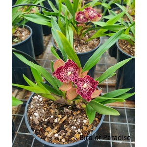 Bird of paradise 1 tak