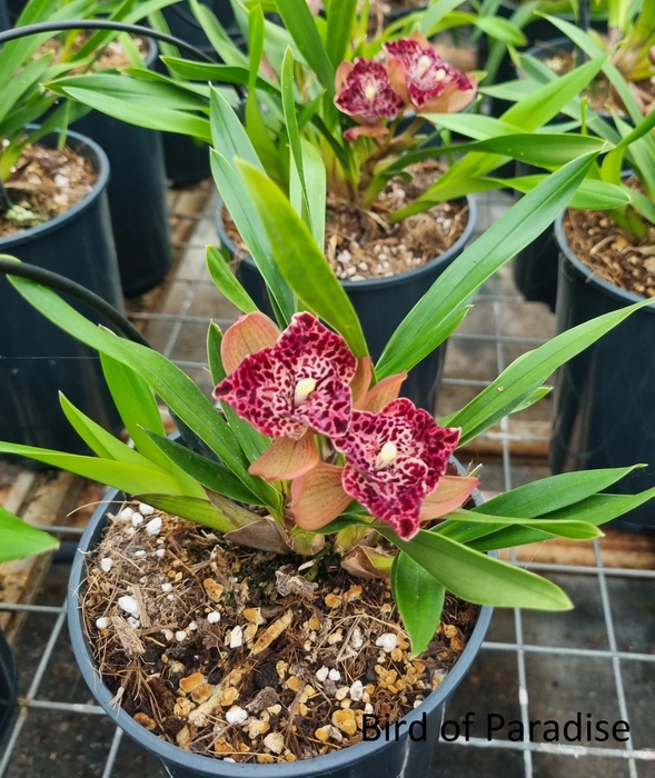 <h4>Bird of paradise 1 tak</h4>