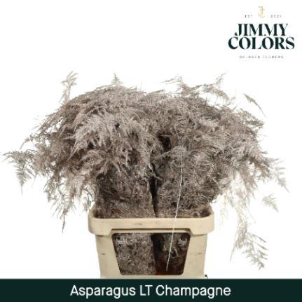 <h4>Aspa Lang Getopt + Glitter Champagne + Glitter</h4>