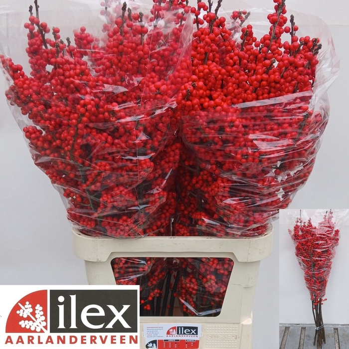 <h4>ILEX VE RODE BES</h4>