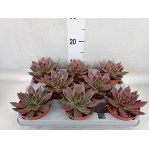 Echeveria   ...