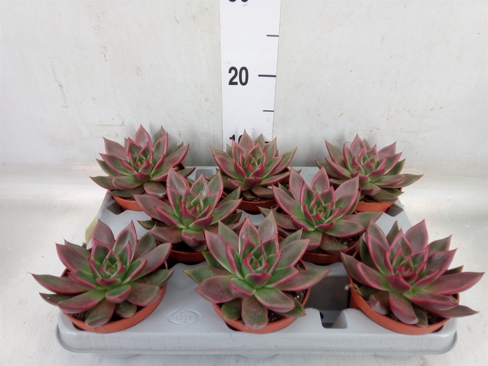 <h4>Echeveria   ...</h4>