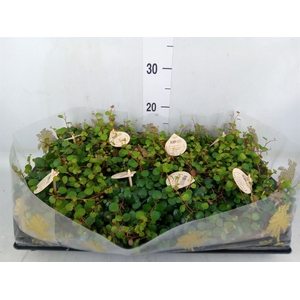 Peperomia  'Pepperspot'
