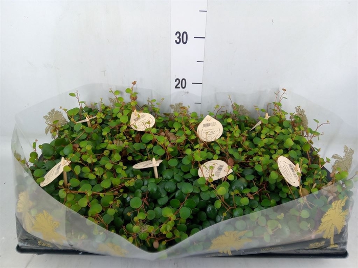 <h4>Peperomia  'Pepperspot'</h4>