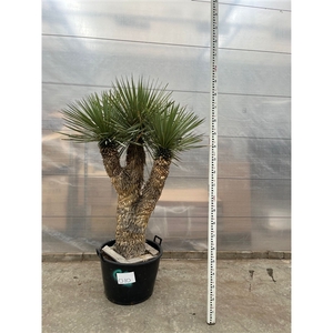 Yucca Rostrata Multistam 010 - 200cm