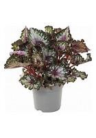 BEG M C SILVER LIMBO