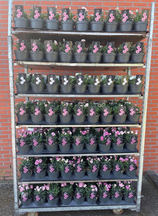 <h4>DIAN OVERIG</h4>