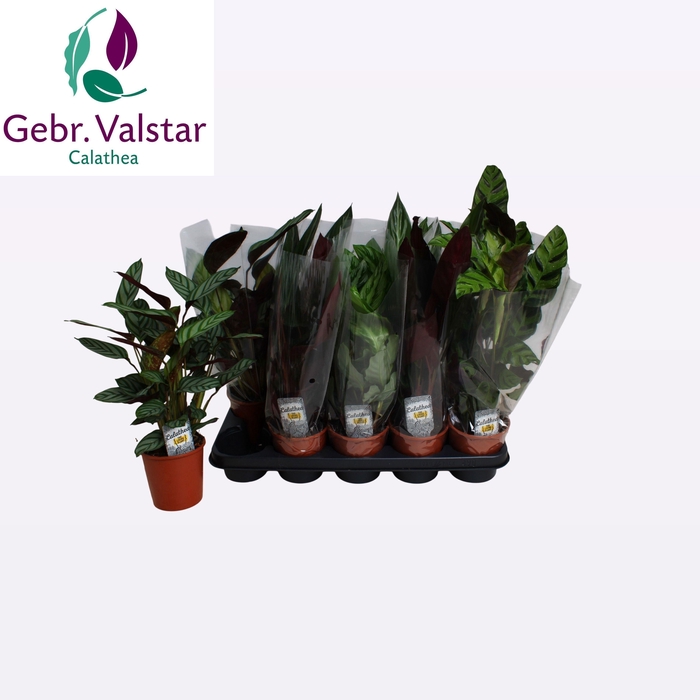 <h4>CALAT GEM 3 SRT</h4>