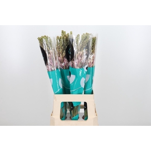 Poliant Tu Elsa Blus