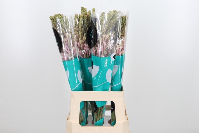 <h4>Poliant Tu Elsa Blus</h4>