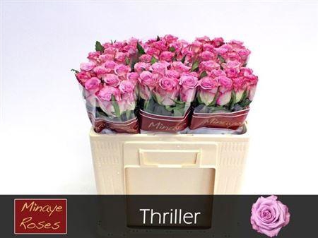 <h4>R Gr Thriller</h4>