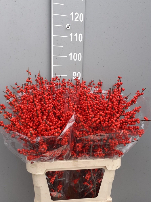 <h4>ILEX VE RODE BES</h4>