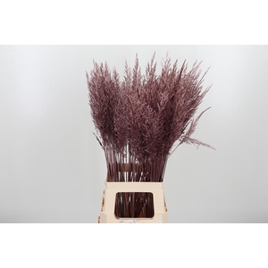 Calamagrostis Kl Bh Rose Goud