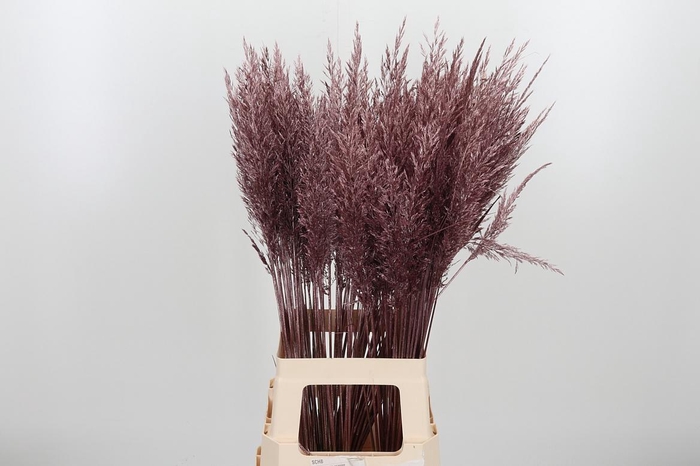 <h4>Calamagrostis Kl Bh Rose Goud</h4>