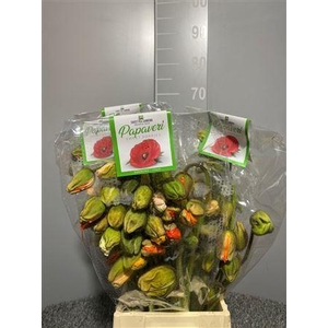 Papaver Prima Mix
